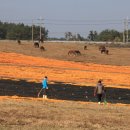 장관목장 이미지