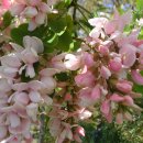 핑크색 아카시아~Robinia hispida(Rose acacia) 이미지