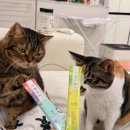 지에스25 평택효성영화점 | 25-11