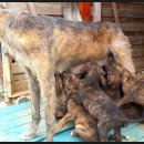 밥 퍼주는 남자 이미지