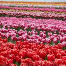 중앙역방향 교통섬 네이버블로그