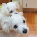 센스펫(노은점) 이미지