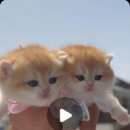 골든키티캐터리 이미지