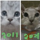 로얄PC | 고양이뇌종양/무슈 뇌종양수술후기 4