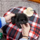 다양한 종류 일산강아지분양 믿음가는 일산강아지분양 스마트독