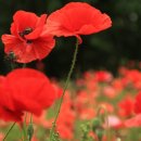 인연지 농장 이미지