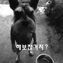먹다 네이버블로그
