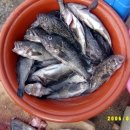 효자도3 이미지