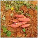 캐러가까 이미지