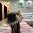 왕정제 이미지