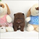 강아지분양 애견분양 꽃강아지 광진점 | 꽃강아지중랑점 강아지분양 동대문강아지분양 건강한 강아지분양