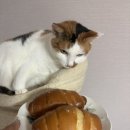 금빵주인