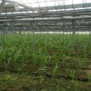 초당하우스 이미지