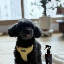 강아지탈취제 추천 시나몬이오 강아지 산책스프레이 플러스