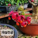 꽃과 붉은씨앗 이미지