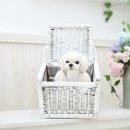 펫러브 - 8968 | 펫러브