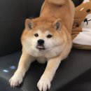 로민 이미지
