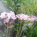 부들펜션 이미지