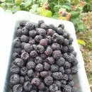 구성농장 이미지