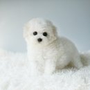 뽀송뽀송 이미지