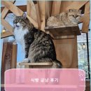 평택 식빵굽냥 고양이 카페 후기