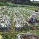 용운농장 이미지