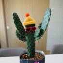 칵투스 아일랜드 이미지