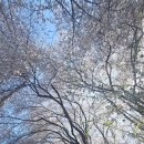 씨유 대전하늘바람점 | 대전 테미공원 벚꽃 실시간 후기🌸 이번주 지나면 끝 /테미공원 벚꽃 개화상태 (26년4월 8일)