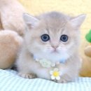 우리집복덩이
