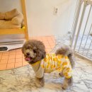 반듯하개 이미지