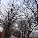 [5060여행친구]서울숲, 한강공원 둘레길 여행사진20,3,12 이미지