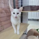 호텔이냥 이미지