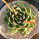 샐리가든 이미지