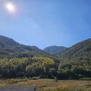 순창토종매실 이미지