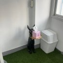 식탁 | 대구 반려동물 수제간식 링고네식탁 후기