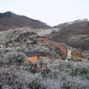 [광양 매화축제+남도여행) 3월 21일~22일 (토,일 1박2일) -원정여행 이미지