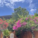 인튜이티브 | 발리에서 요가 - '짱구 더프렉티스', '우붓 인튜이티브 플로' 요가원 체험 후기