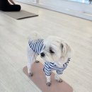 훌랄라참숯바베큐치킨 이미지