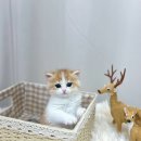 독스캣 강아지고양이 수원점 이미지