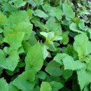 원영농장 이미지