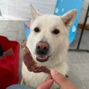 뽀송하랑 이미지