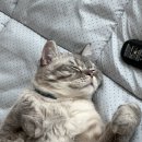 옥천동물병원 | [옥천 동물병원]고양이 병원 후기🐈🏥