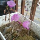 영월 동강오토캠핑장 이미지