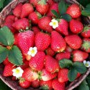 주렴농장 이미지