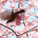 성남시 식물원 Daum카페