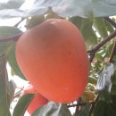 곡성-015 Daum카페