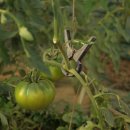 늘푸른농장 1 이미지