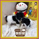퍼피댕 강아지분양 안심분양소 광명점 말티푸 미니비숑 토이푸들 이미지