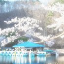 레몬향데이지 이미지