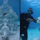 산호쉼터 이미지